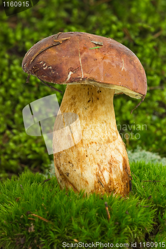 Image of Boletus