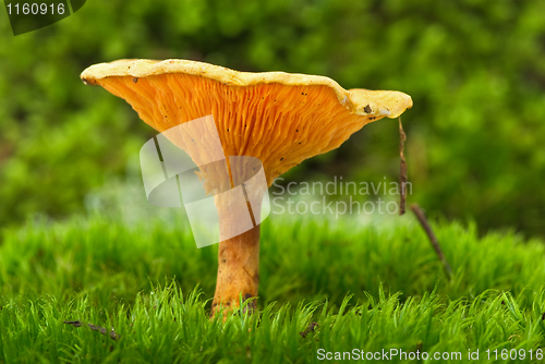 Image of False chanterelle agaric