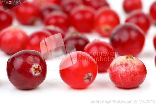 Image of Cranberries closeup