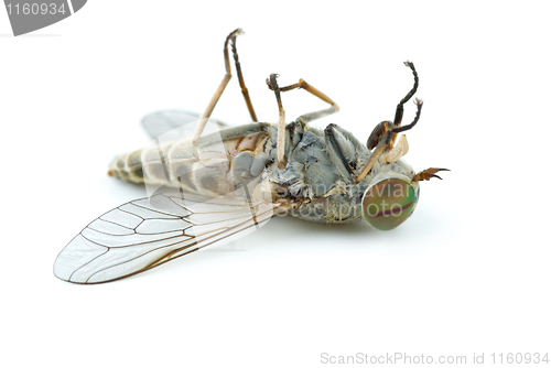 Image of Dead gadfly