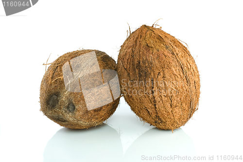 Image of Pair of coconuts