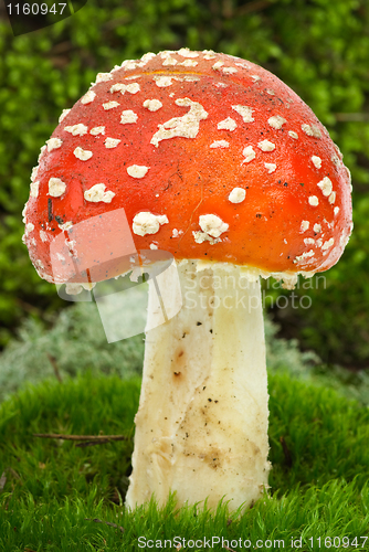 Image of Fly agaric 