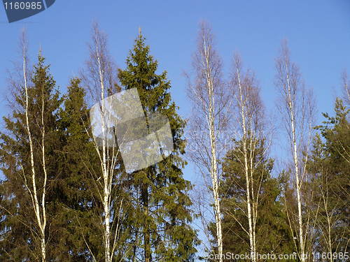 Image of trees