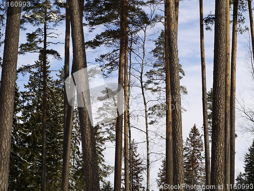 Image of forest