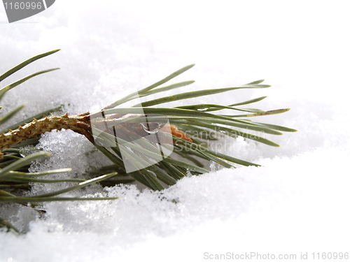 Image of pine branch in snow