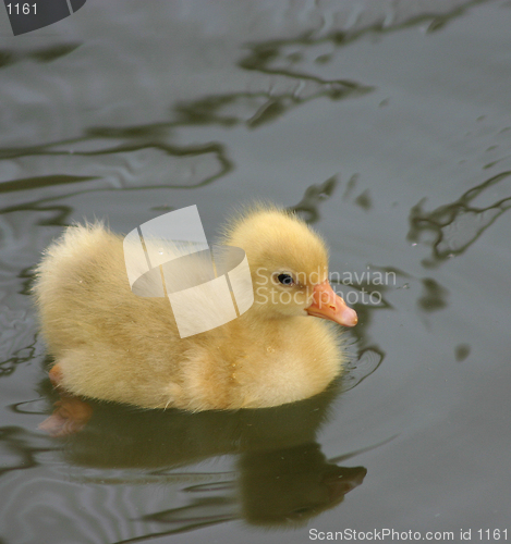 Image of Duckling
