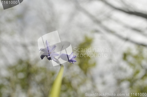 Image of bluebells