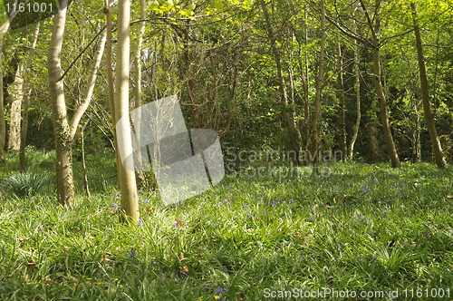 Image of Irish woodland