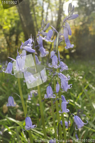 Image of bluebells