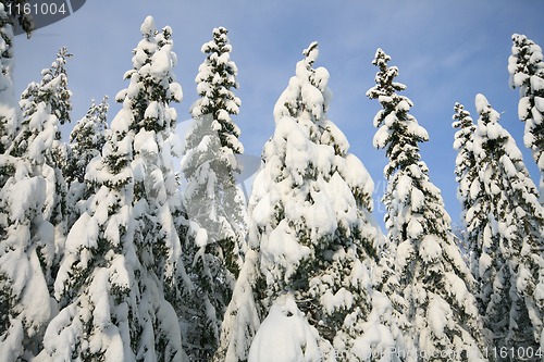 Image of Winter in the forrest.