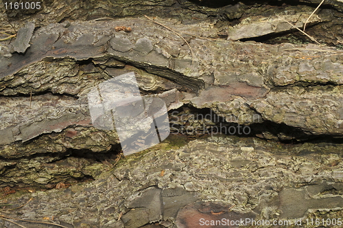 Image of redwood bark