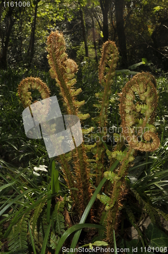 Image of woodland fern