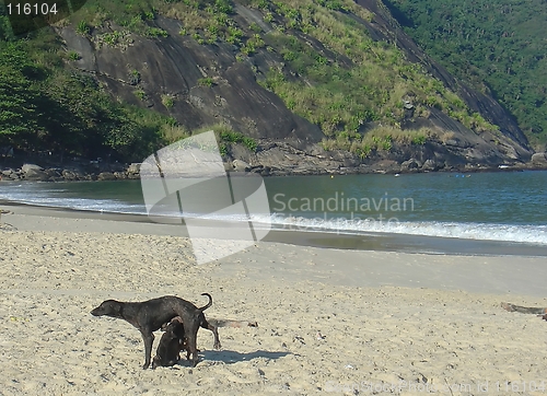 Image of Dogs in Itaipu beach