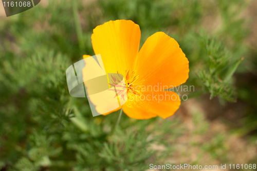 Image of Orange Poppie