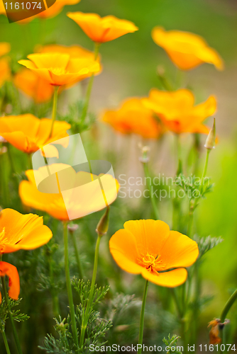 Image of Orange Poppies Field 