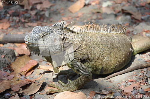 Image of Iguana
