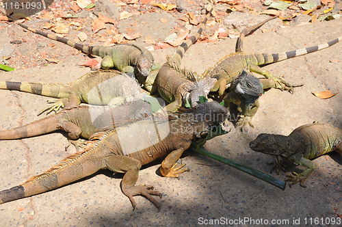 Image of Iguana