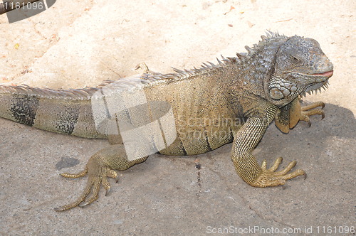 Image of Iguana