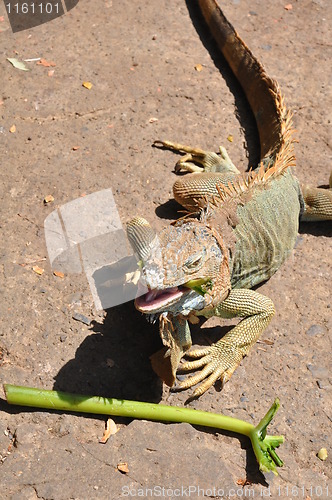 Image of Iguana