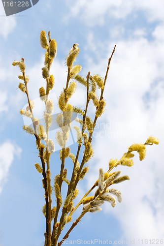 Image of Bouquet of flowering willow branches
