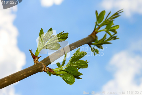 Image of Elder branch against sky