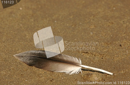 Image of Beach Feather