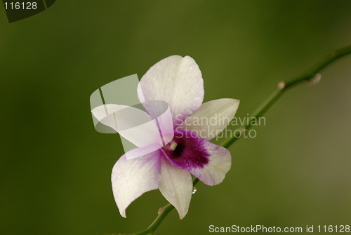Image of Orchid