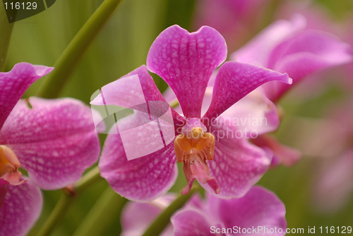 Image of Orchid