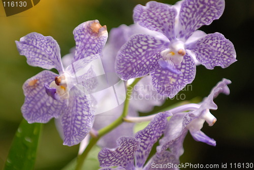 Image of Orchids