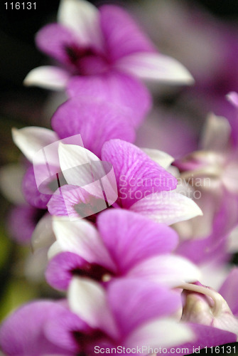 Image of Orchid