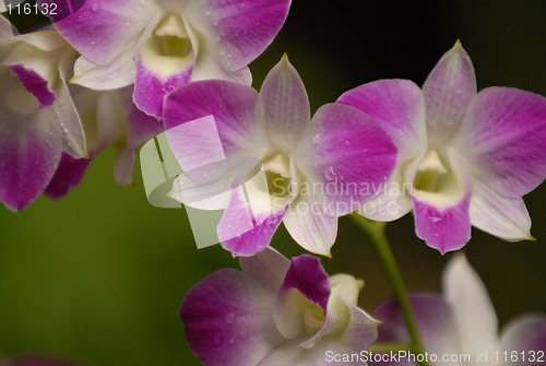 Image of Orchids