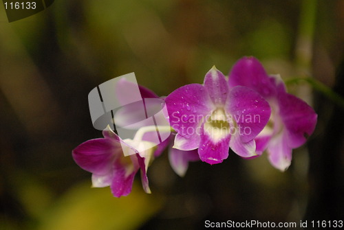 Image of Orchids