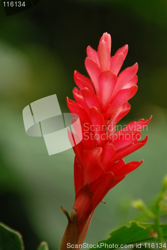 Image of Ginger Flower