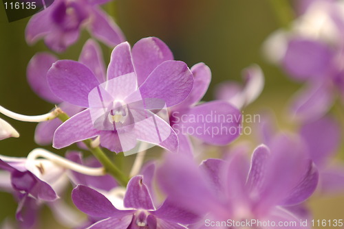 Image of Purple Orchids