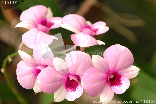 Image of Stripe Orchids