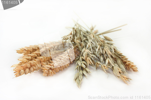 Image of Wheat and oats