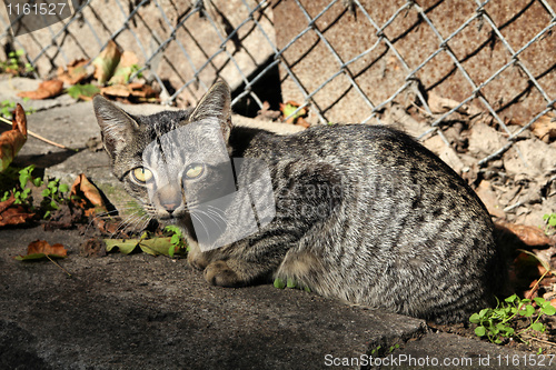 Image of Tabby cat