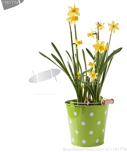 Image of Daffodils