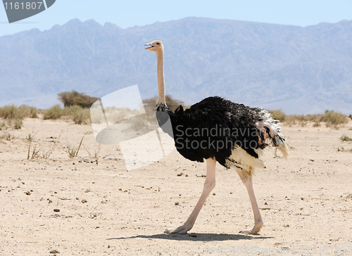 Image of African ostrich