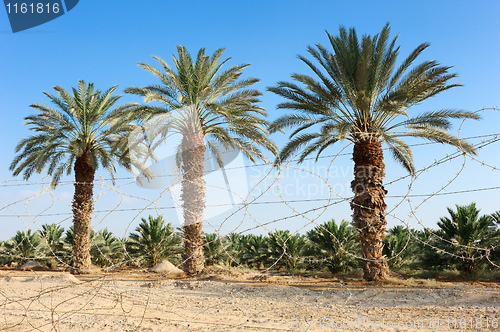Image of Plantation of date palms in the Arava desert