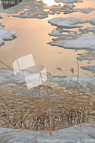 Image of Reed and golden water