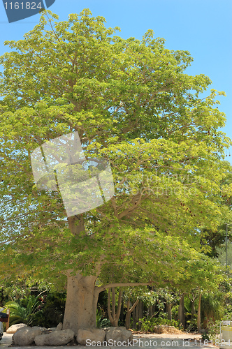 Image of Baobab tree