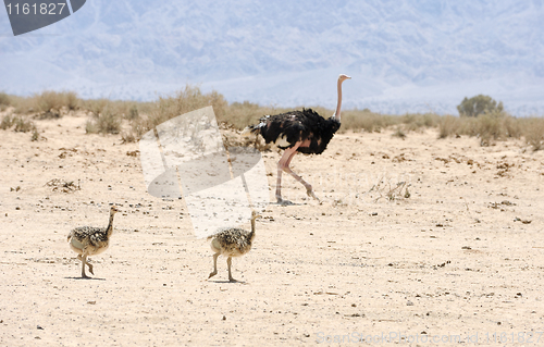 Image of African ostrich and ostrich chick 
