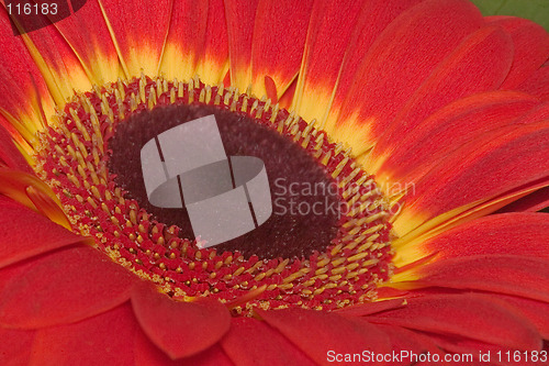 Image of Red Gerbera