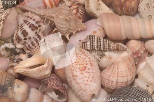 Image of Sea shells