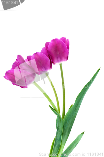 Image of Three purple tulips