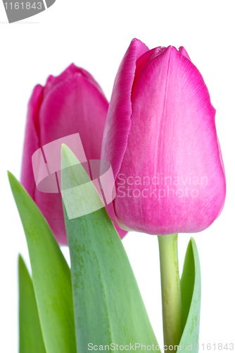 Image of Pair of pink tulips