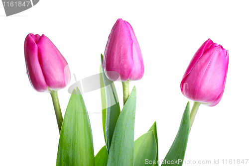 Image of Three pink tulips 