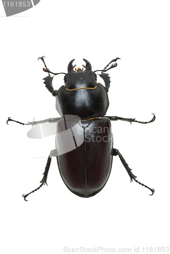 Image of Crawling  female stag beetle (Lucanus cervus) 