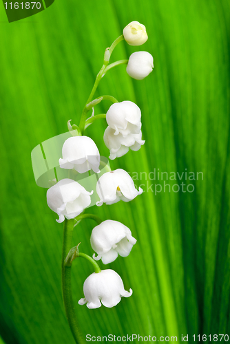 Image of Beautiful lily-of-the-valley flower